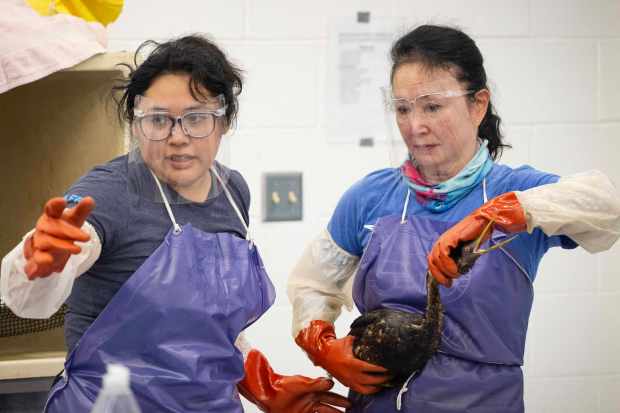 From right, Volunteer Donna Minamide and Senior Wildlife Rehabilitation Technician...