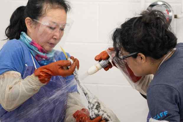 From left, Volunteer Donna Minamide and Senior Wildlife Rehabilitation Technician...