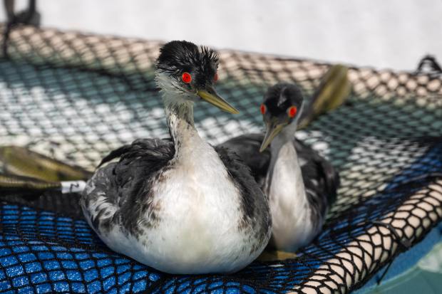 Recently washed western grebes begin waterproofing at the International Bird...