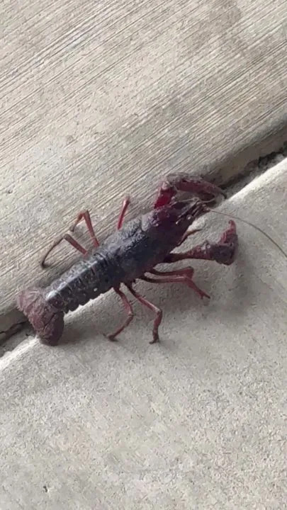 Crawdad crustacean seen at SW Bakersfield business. / Courtesy: Trovato Wealth Management