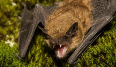 Rabid bat found on San Francisco Peninsula near Portola Valley park