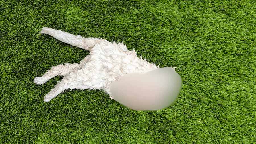 Southern California resident finds decapitated dog on their front lawn. (Viewer photo)