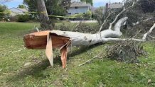 A piece of what attorneys say was a 34-foot-long eucalyptus branch that came crashing down onto Ronan Kerr and his father.