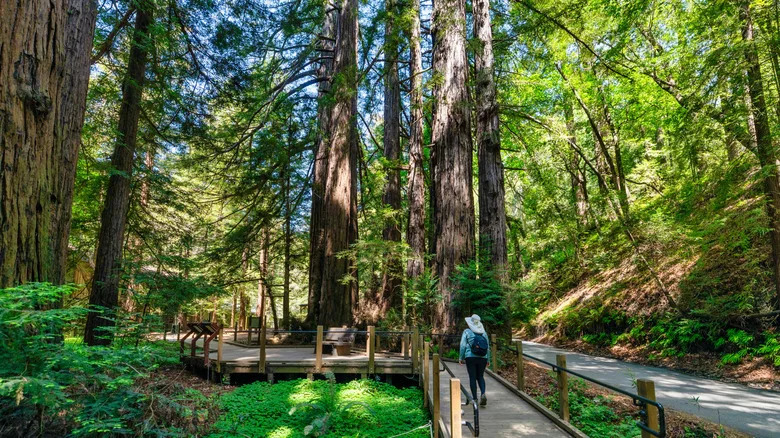 A hiker on a boardwalk amid the giant redwood groves of the Pfeiffer Big Sur State Park
