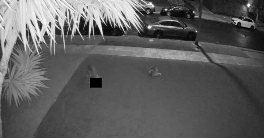 Southern California resident finds decapitated dog on their front lawn. (Viewer photo)