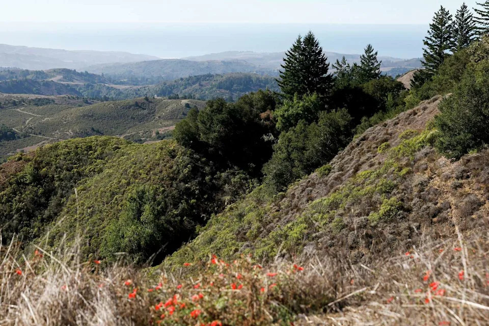 A view toward the ocean from a new trail inside La Honda Creek Open Space Preserve. (Jessica Christian/S.F. Chronicle)