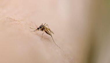 Sacramento residents say they're "getting eaten alive" by mosquitoes this November. Here's why.