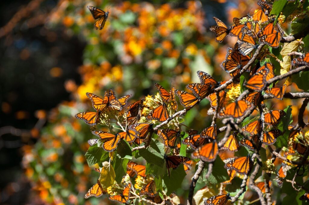 Hundreds of monarch butterflies gather on a leafy tree.