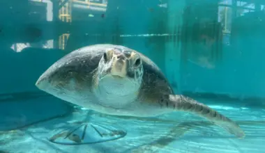 Meet Porkchop, the Aquarium of the Pacific's rescued green sea turtle • Long Beach Post News