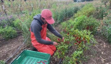 Morgan Hill farm reaping benefits from California healthy soils initiative