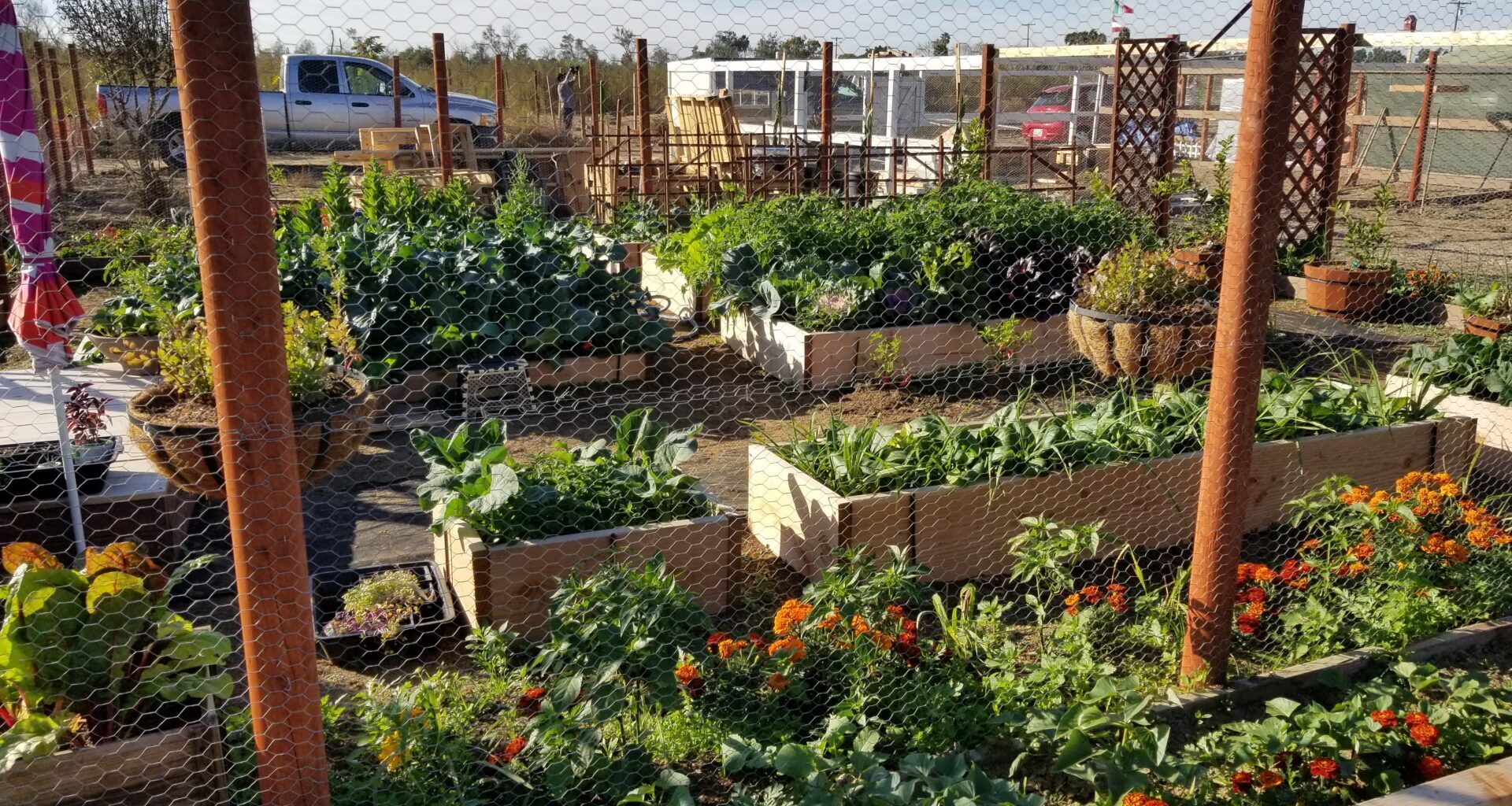 A garden with planting beds and plants growing vegetables.