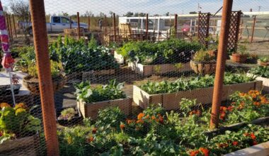 A garden with planting beds and plants growing vegetables.