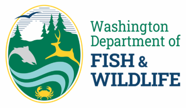 WDFW approves seven days of coastal razor clam digs beginning Nov. 3