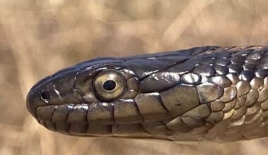 California names giant garter snake as its official state snake