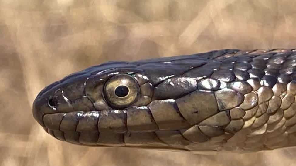 California names giant garter snake as its official state snake
