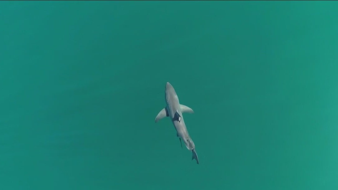 New study on sharks shows behavior towards people