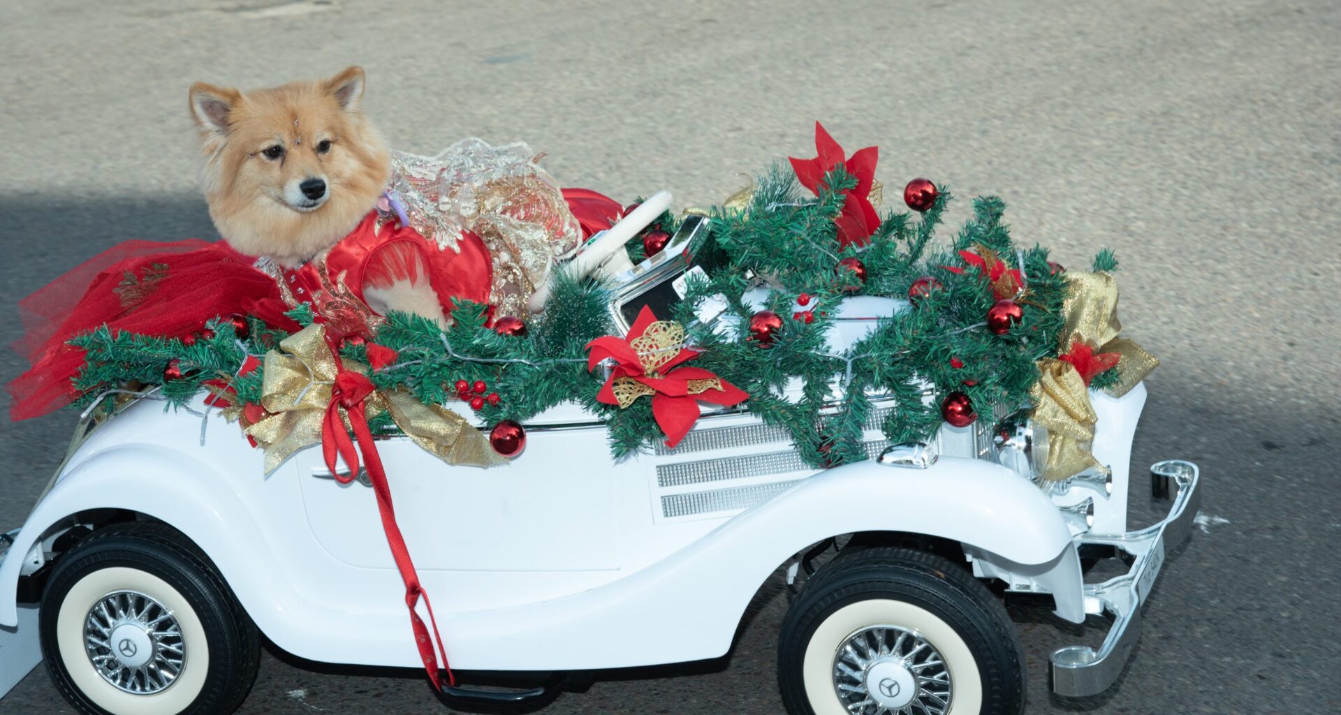Furry fashion reigned at the annual Pet Parade in Gaslamp Quarter