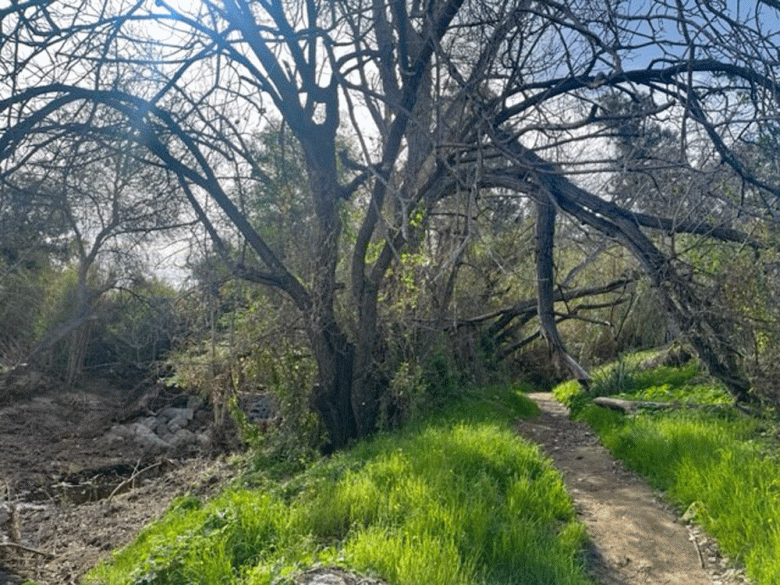 San Jose Creek Multi-Purpose Path, which is the future location north of Armitos Avenue in Old Town Goleta. Branches of a barren tree hang over the path. (Courtesy photo)