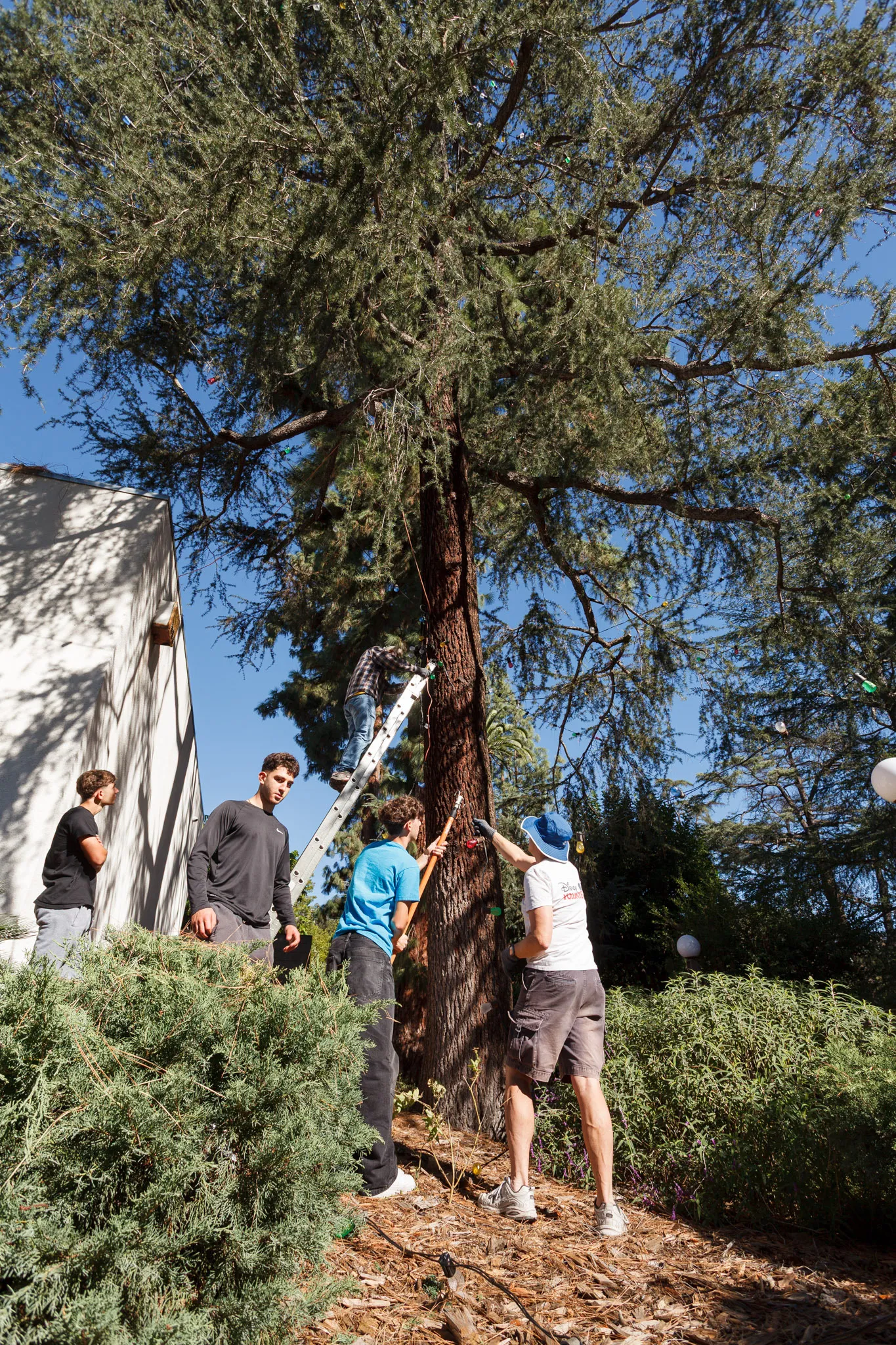 Christmas Tree Lane decorating