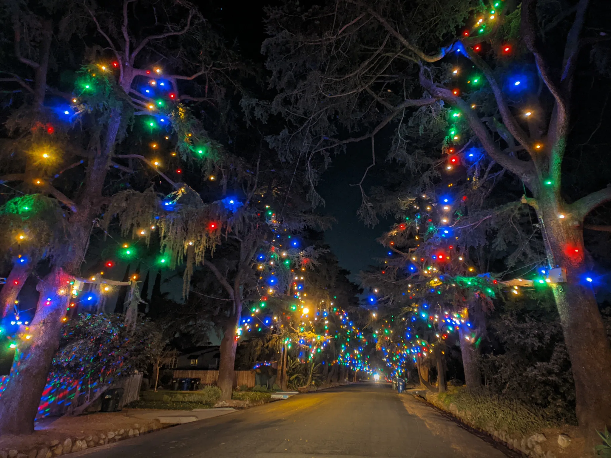 Christmas Tree Lane