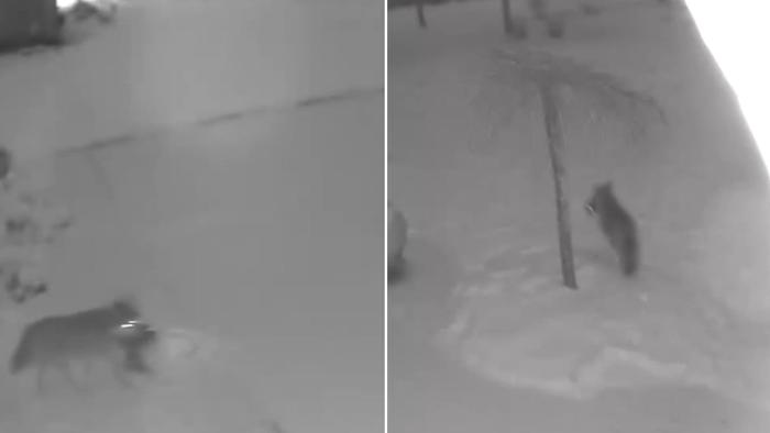 Coyote carrying dinner caught on camera in Oakland County