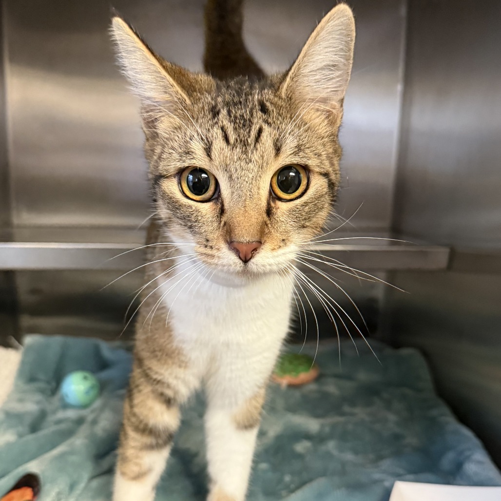 Poppy is a 7-month-old, female, brown and white, domestic shorthair...