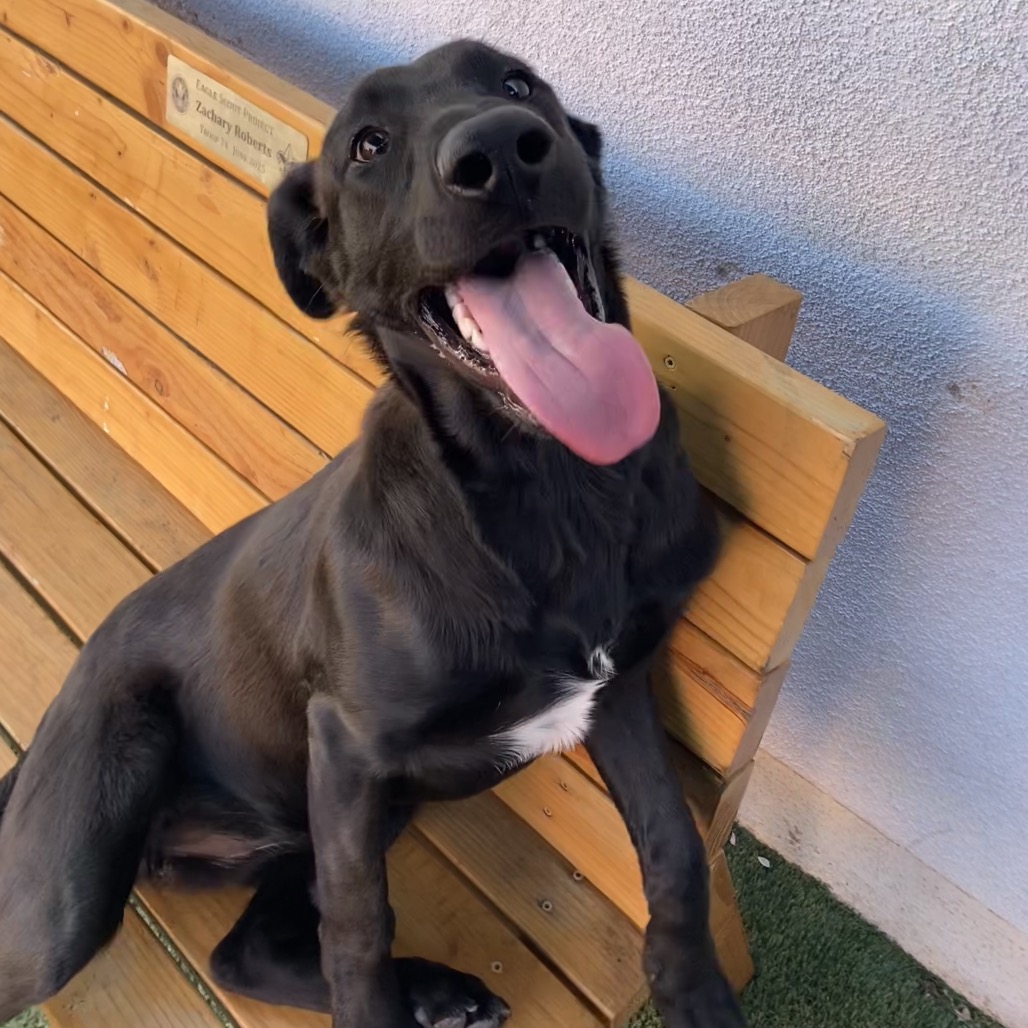 Happy is an 8-month-old, female, Labrador retriever shepherd mix. (Photo...