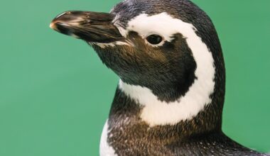 Aquarium of the Pacific adds a penguin to its live penguin cam