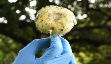California warns of dangerous spike in mushroom poisonings