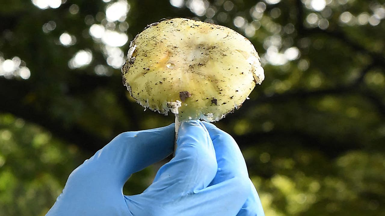 California warns of dangerous spike in mushroom poisonings