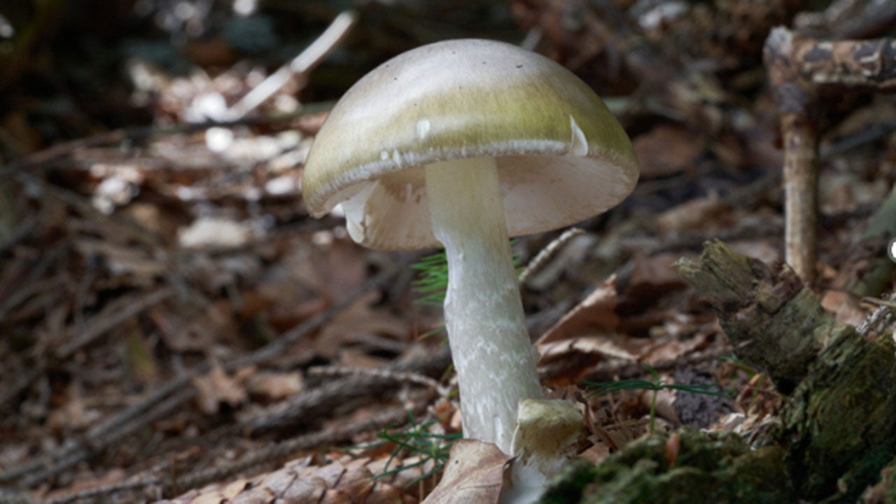 California warns against foraging after deadly mushroom outbreak