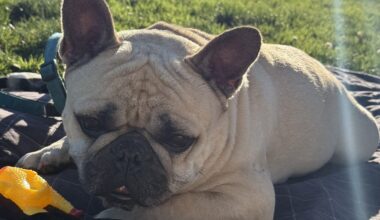 French bulldog stolen from owner in SF's Castro District