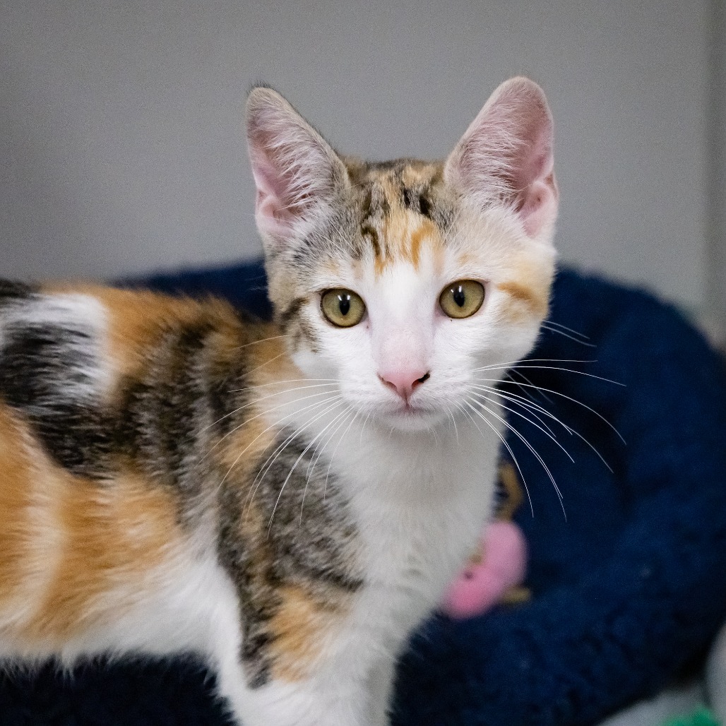 Mochi is a 3-month-old, female, calico domestic shorthair kitten. (Photo...
