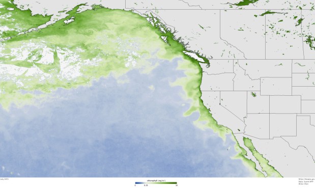 This image, taken in the month of July, shows high concentrations of surface chlorophyll along coastal areas up and down the West Coast as well as across a wide swath of the Gulf of Alaska. (NOAA Climate.gov)