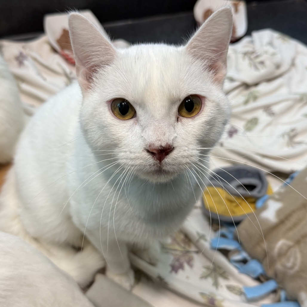 Bruce is an 8-month-old, male, white, domestic shorthair kitten. (Photo...