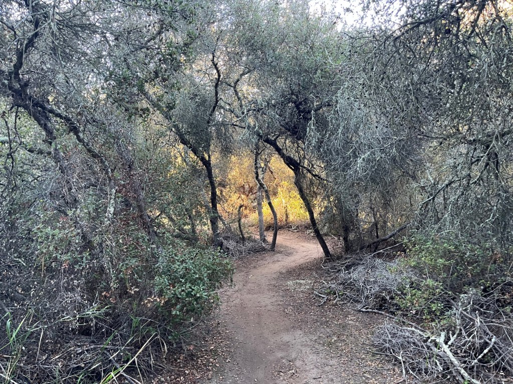 Exploring the canyons and trails of the Del Mar Mesa Preserve – San Diego Union-Tribune