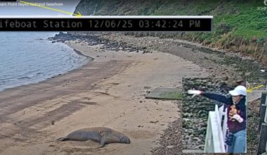 2 caught on video throwing rocks at resting elephant seal in Point Reyes
