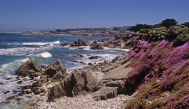 Witnesses see shark with apparent human body near Pacific Grove