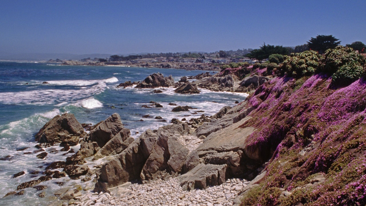 Witnesses see shark with apparent human body near Pacific Grove