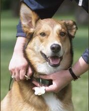 Oakland County Animal Shelter Launches New Dog Licensing Program