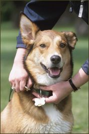 Oakland County Animal Shelter Launches New Dog Licensing Program