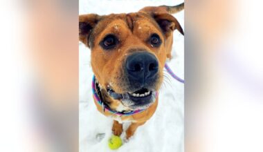 Dog needs home after spending most of year in Oakland County Animal Shelter