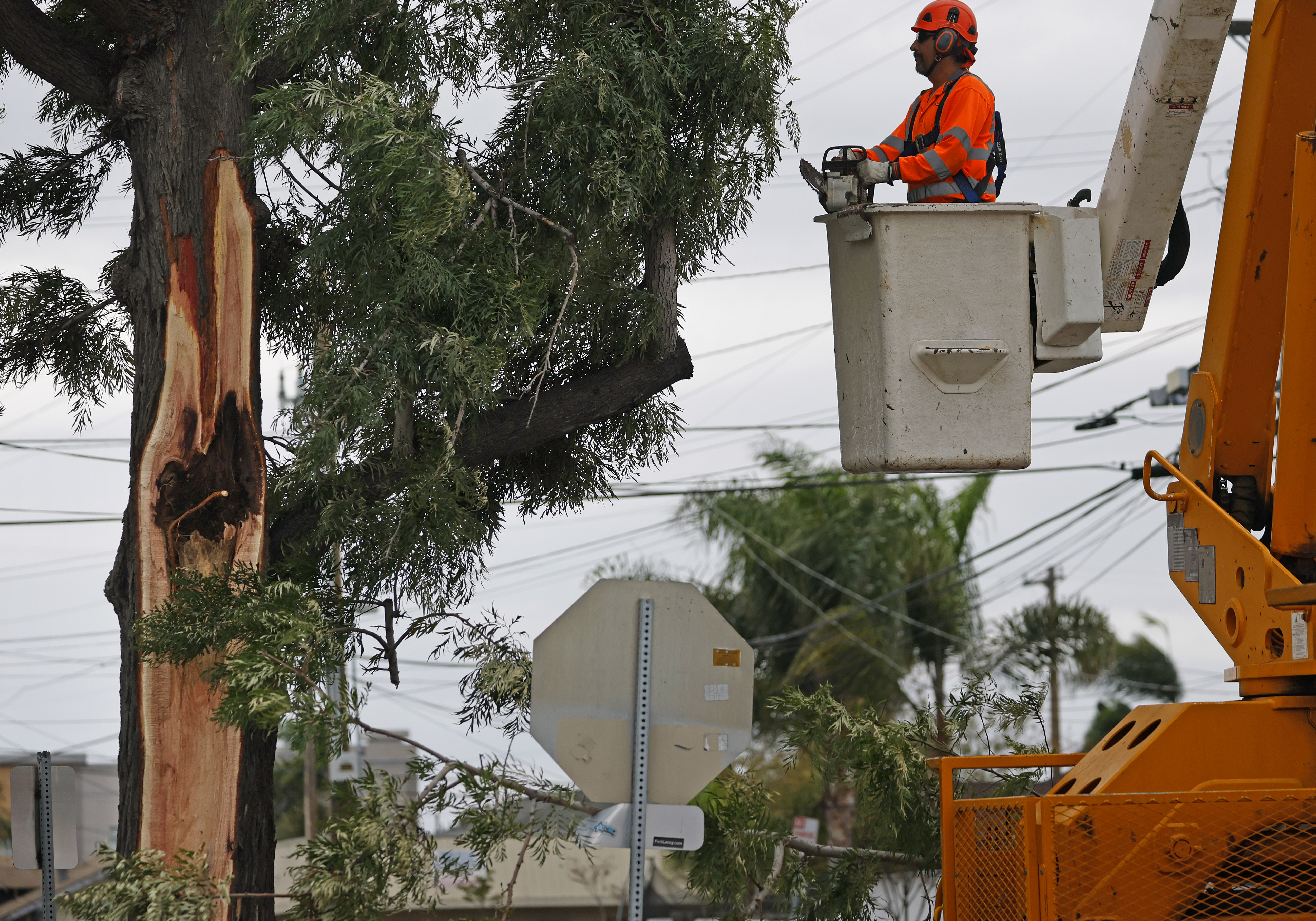 A tree trimmer prepares to cut branches on a tree...
