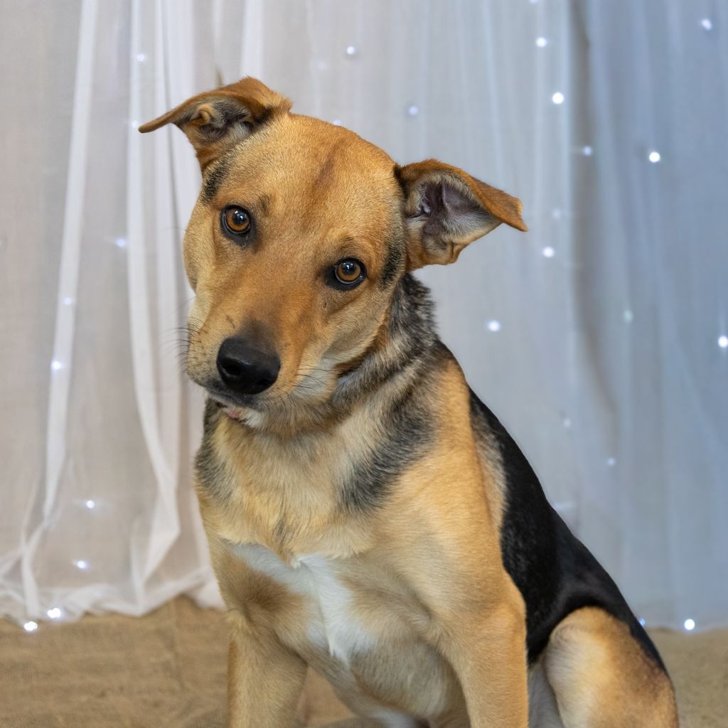 Acorn is a 1-year-old, male, tan and black, shepherd mix...