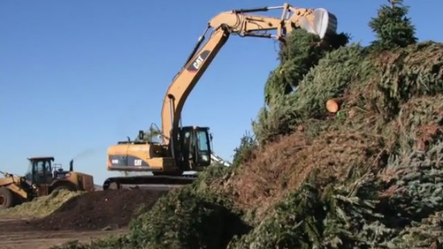 Christmas tree recycling