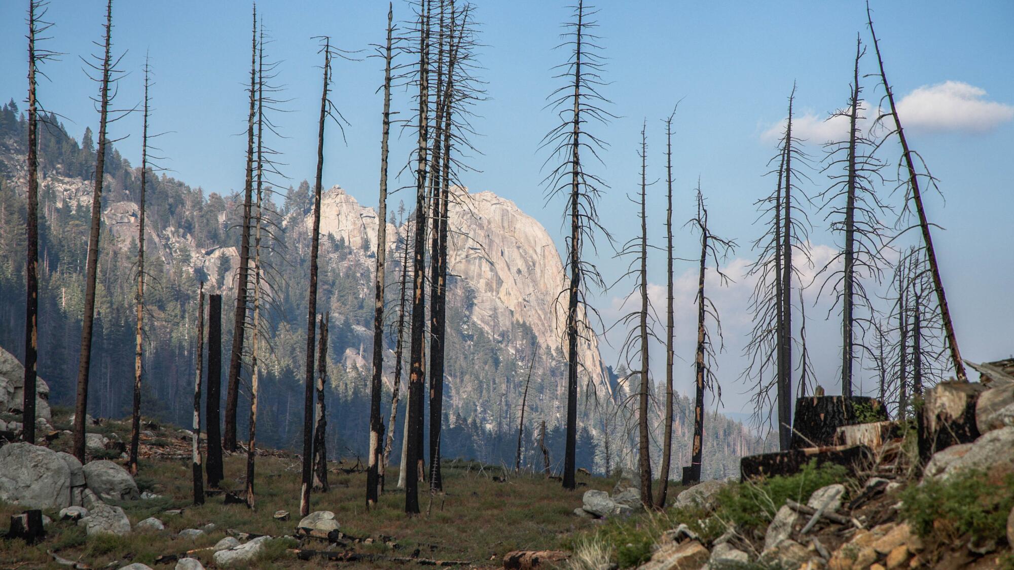 The 2020 Castle fire left huge sections of Sequoia National Forest like these standing dead trees.