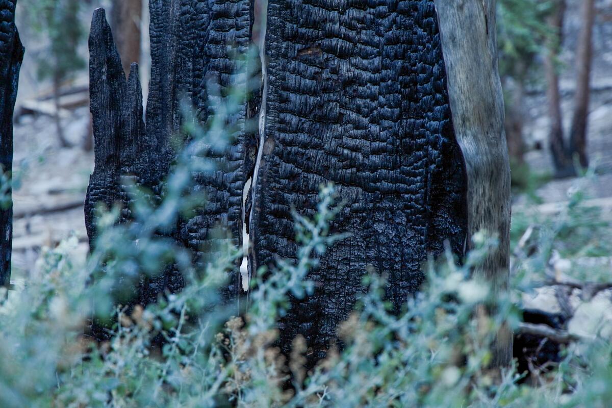A screen grab of along the trail to Jordan Hot Springs a charred tree sits surrounded by White Thorn Bush.