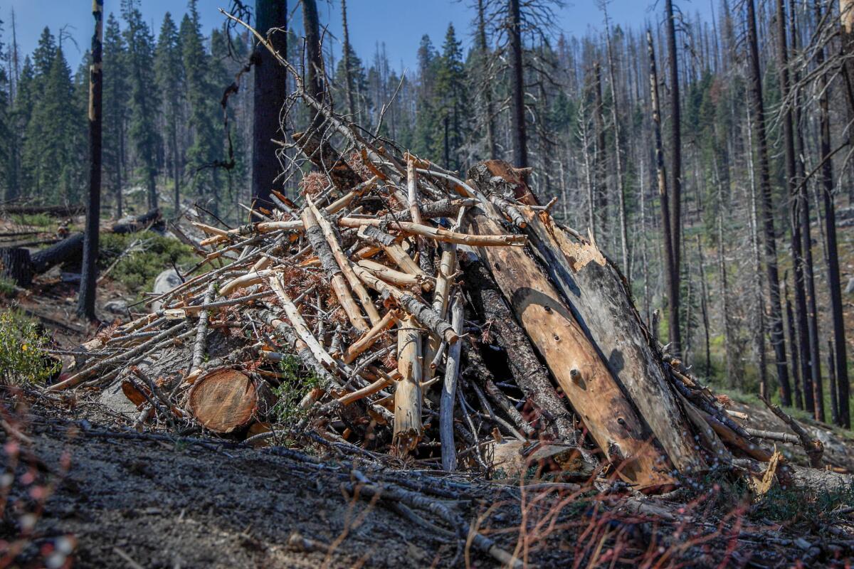 A screen grab of an area of the 2020 Castle Fire that has undergone post-fire logging.