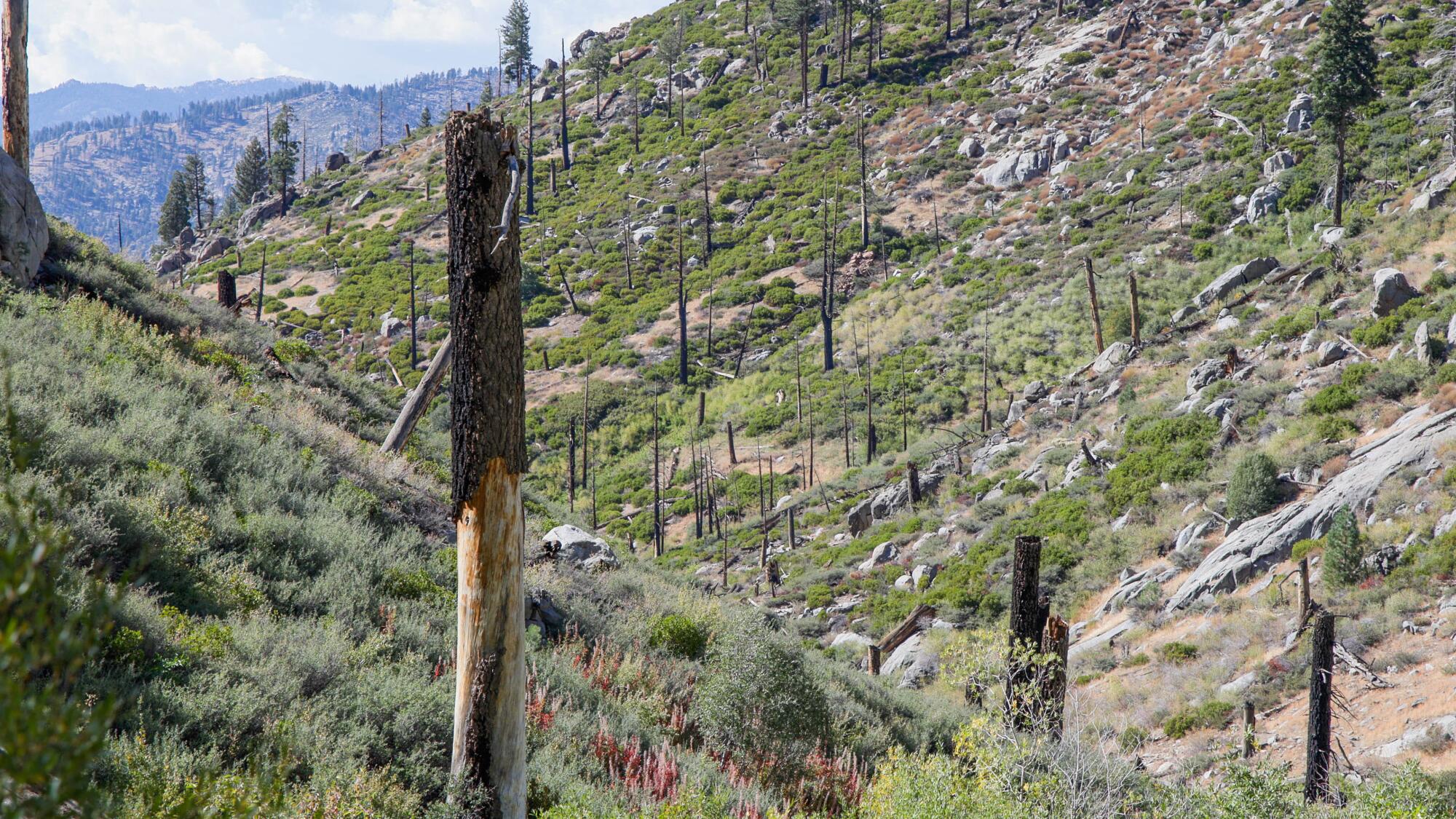 A canyon that burned at high-intensity in the 2002 McNally fire is mostly brush today with some young pines