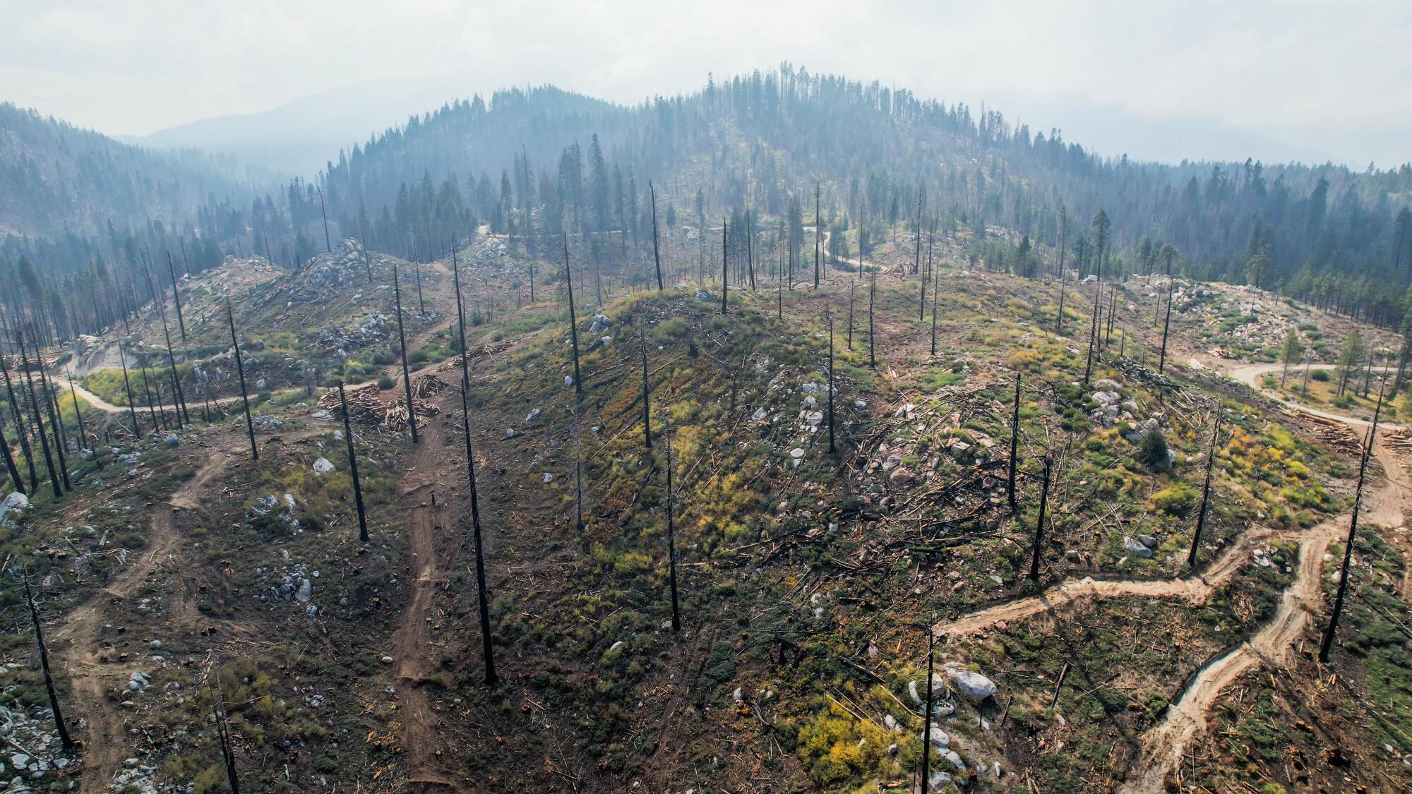This area near Quaking Aspen had high intensity burn in the Castle fire and moderate burn in the background.